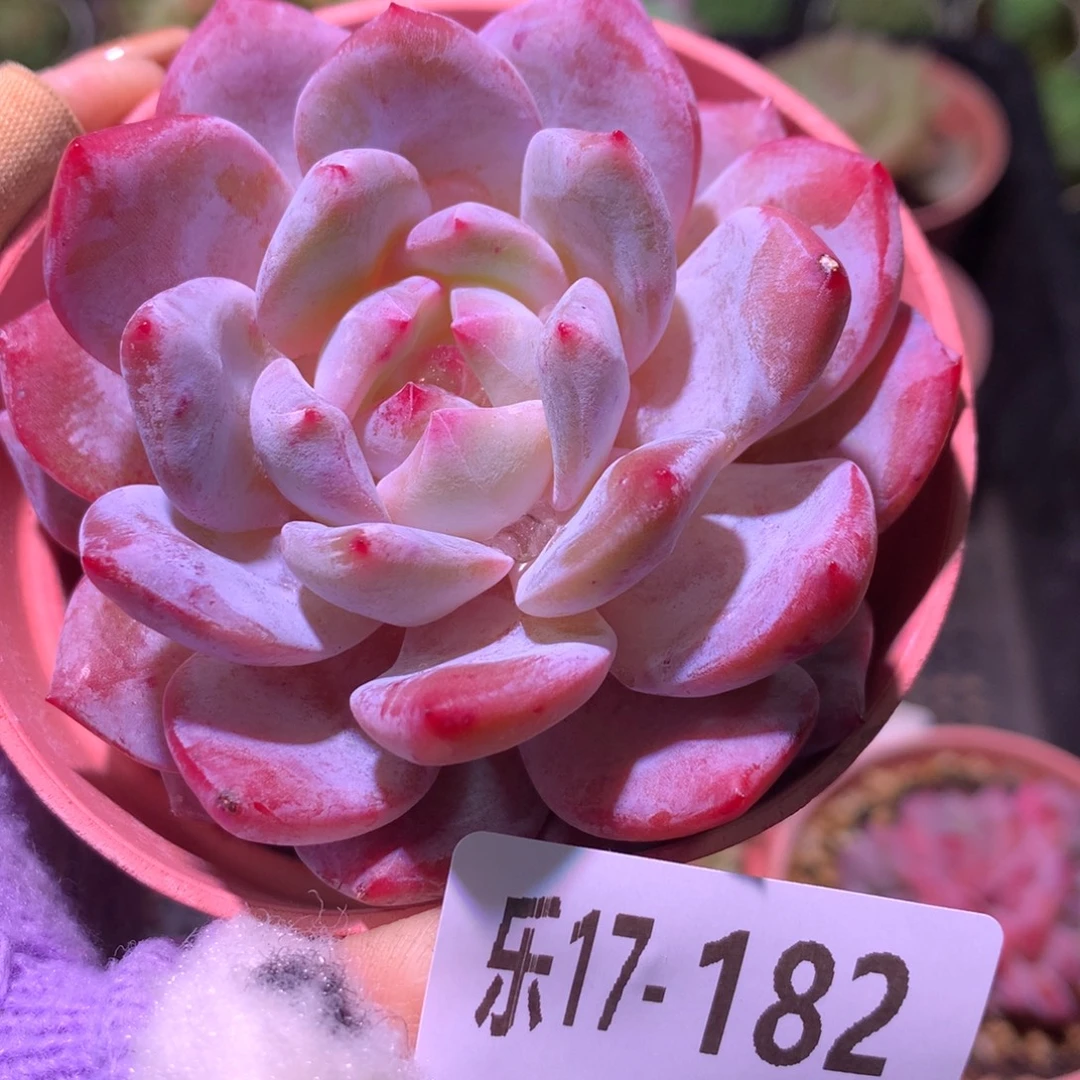 乐然17-182 橙梦露