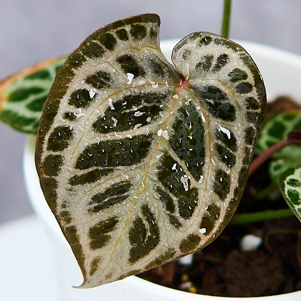 天南星科植物，室内植物，热植，花烛，紫虎个体，红虎，K红，粗脉KOS