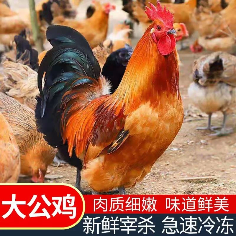 林地散养大公鸡溜达鸡净膛无内脏