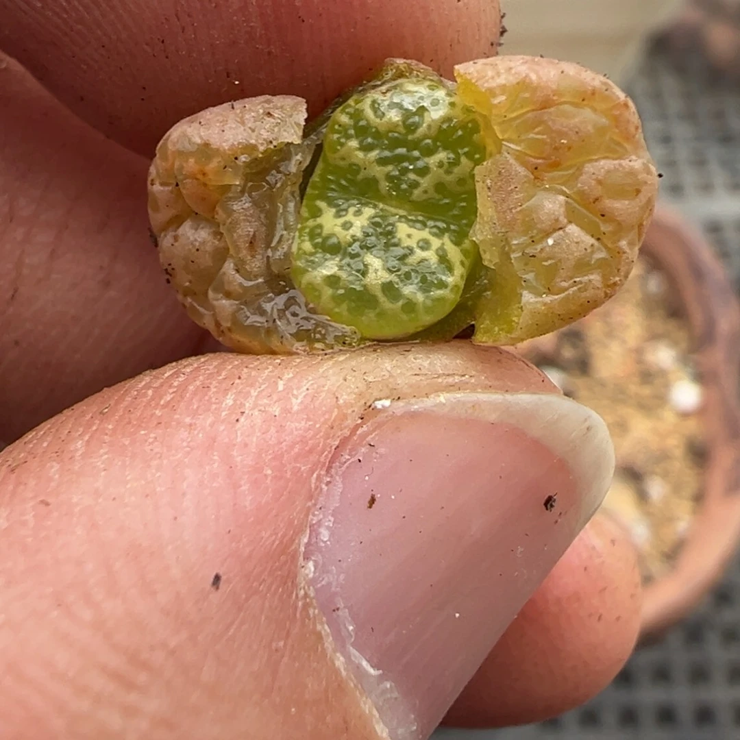 量拍泡泡勋章一颗