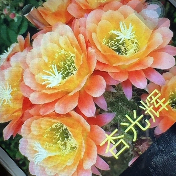 杏光辉侧芽5公分左右毛花柱（20包邮）