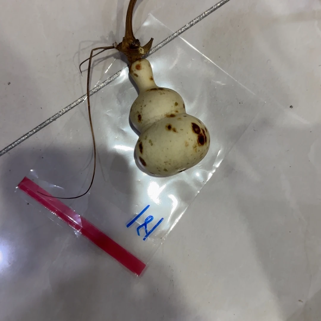 拿***铁青皮不包成大圆片放到盘子里面就