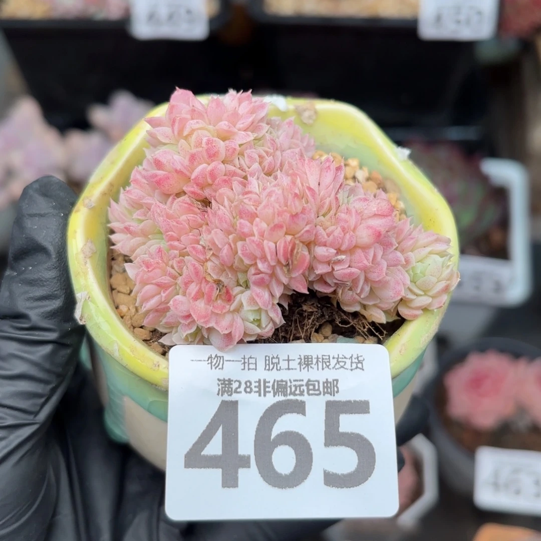 羊脂球缀化无盆土发货