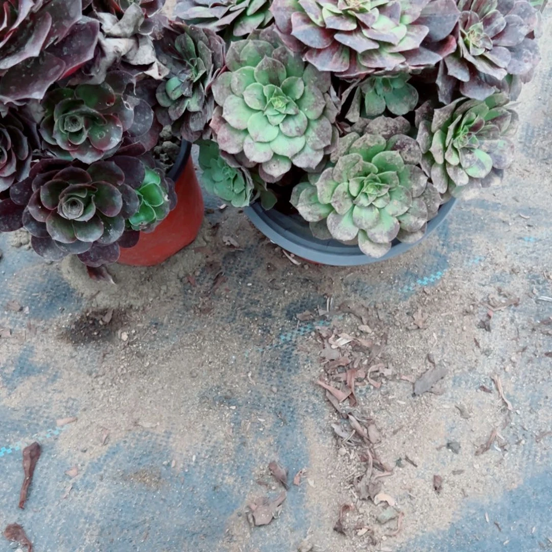 日***6807两颗组合多肉植物