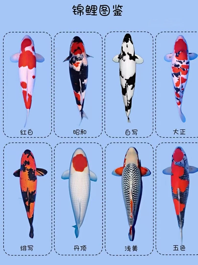 精品锦鲤混搭4～8公分活体观赏鱼冷水淡水鱼好养耐活招财