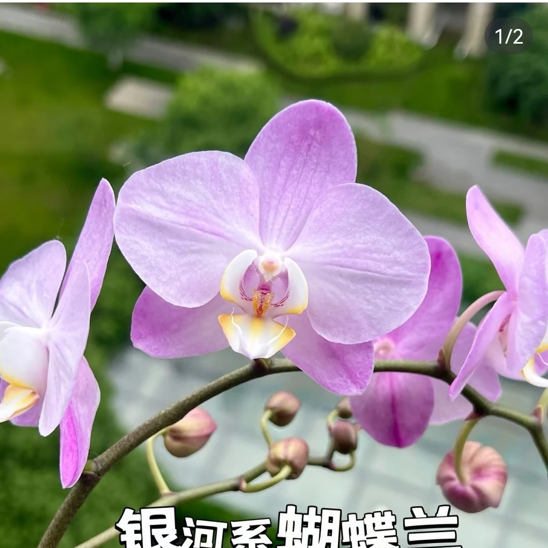 银河系（3.0杯）无梗无花