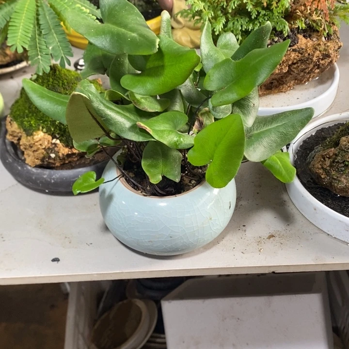 〇***l无花朵退款拉黑拉黑73