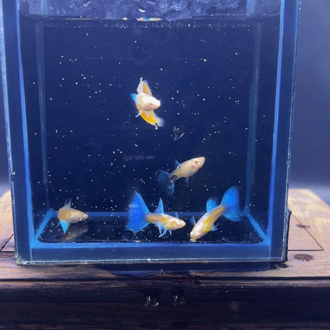 孔雀鱼蓝白飞船 三公俩母