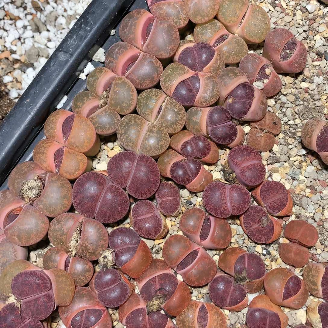 酒红双头十个一组多肉