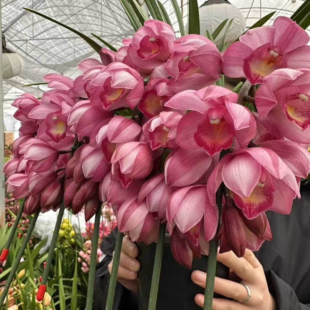 年宵花【阿诗玛】6支剑桌面款大花蕙兰高端名贵兰花盆栽南北方好养