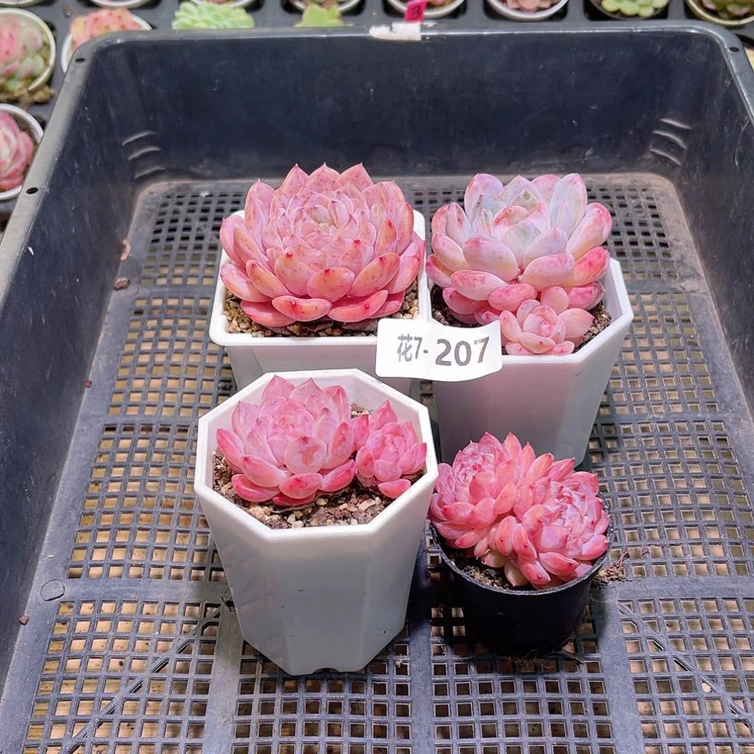 花利美7-207框拍4颗