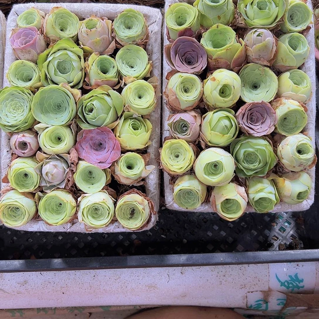 中苗组合30个2到3厘米