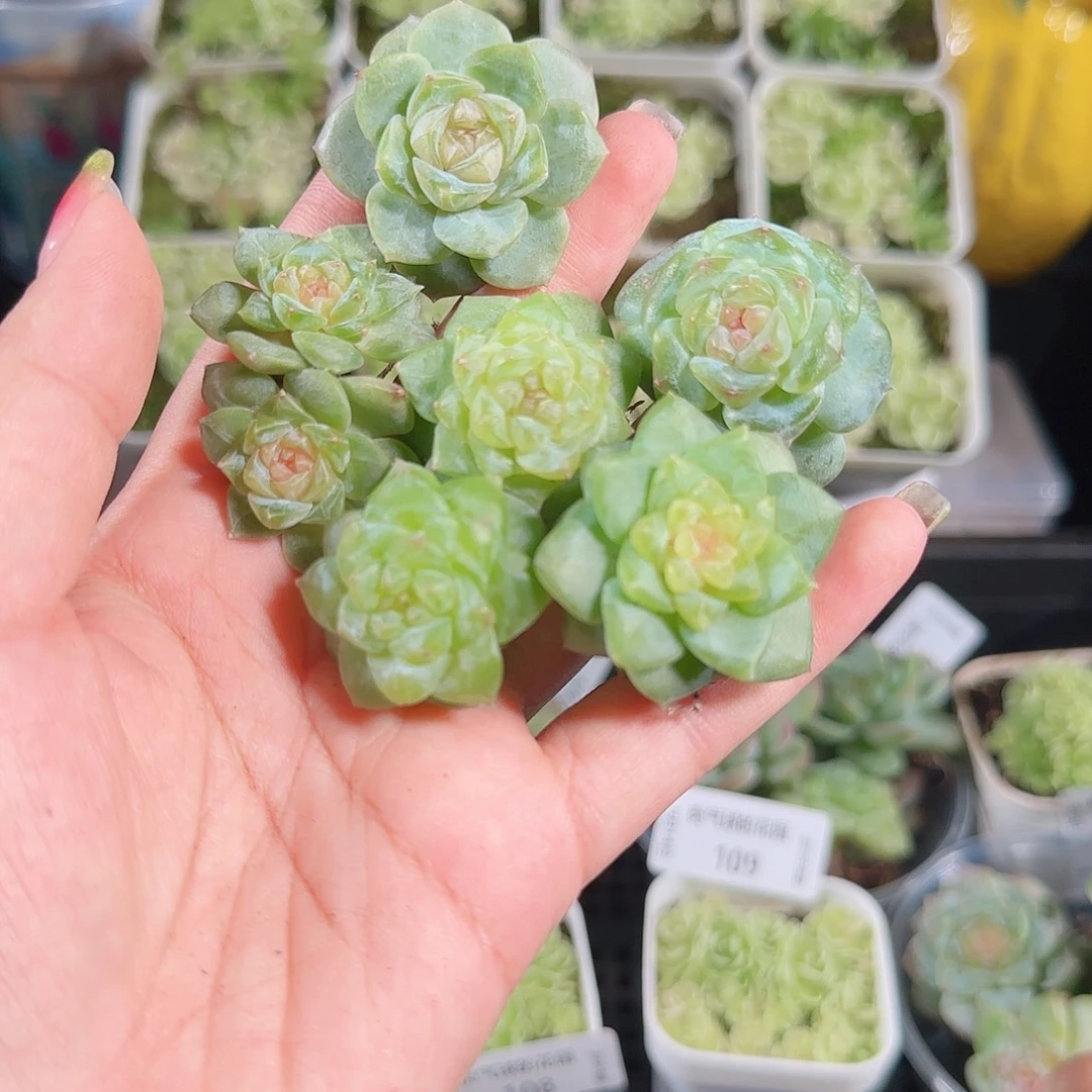 0914---113糖心珍妮