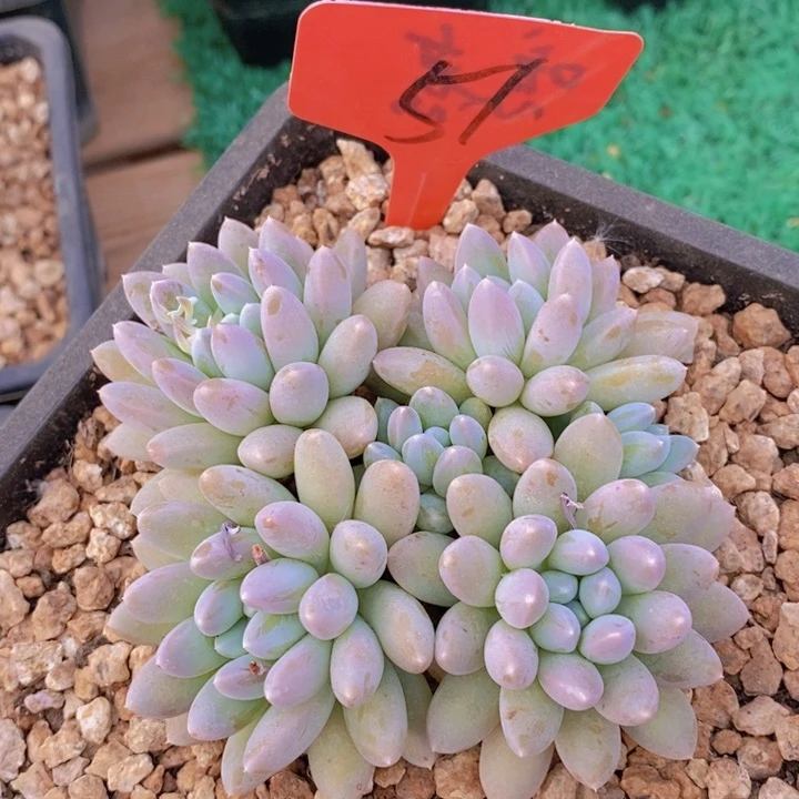 养****女在家闲不住也可以