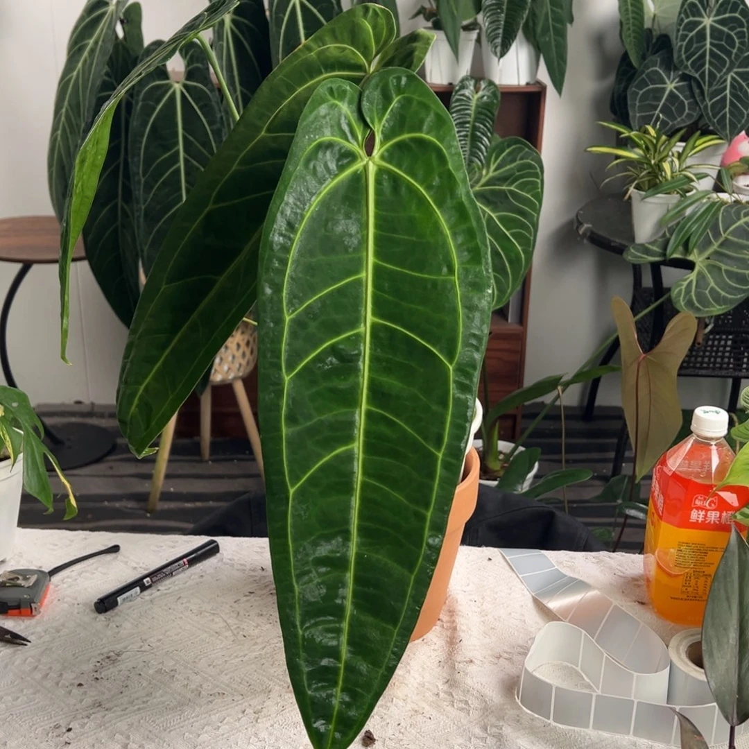 完全开放老桩鹤后叶长45