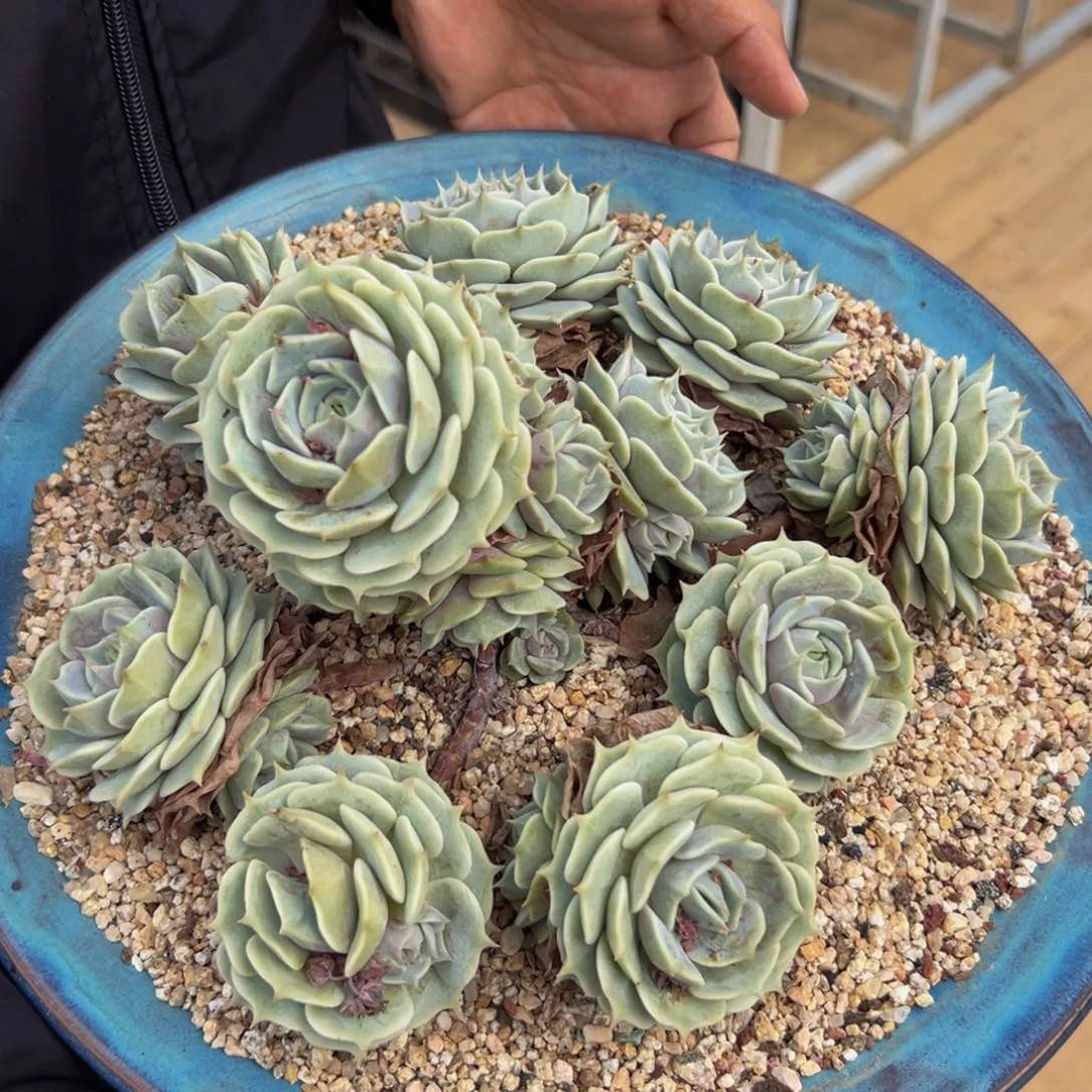 多肉一物一拍0702-70 28 口径