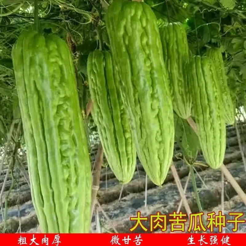 苦瓜种子夏季抖音长绿青皮苦瓜蔬菜小香芹