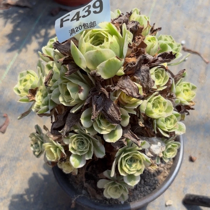 瑞妈多肉植物，439迈