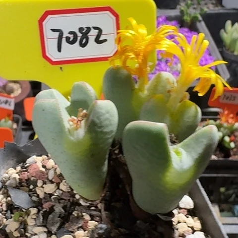 密密麻麻密密麻麻7082