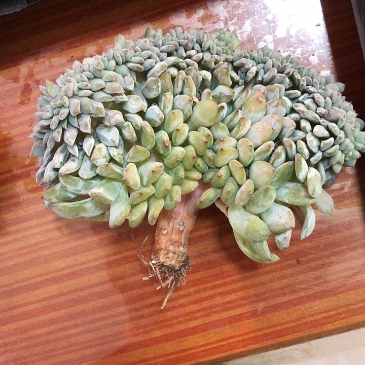 六月专拍多肉植物
