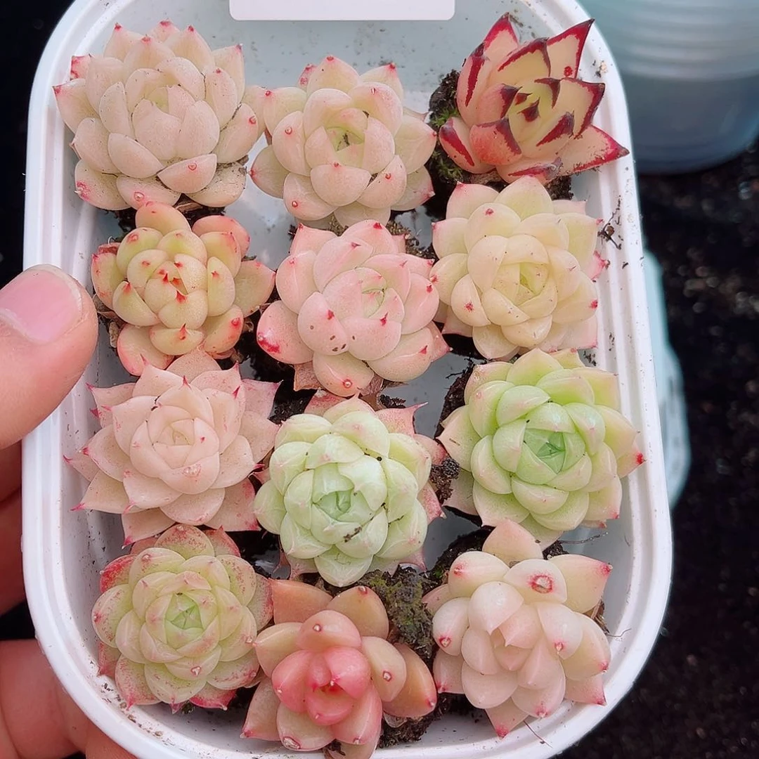 1-121新疆西藏内蒙不发12.8包邮