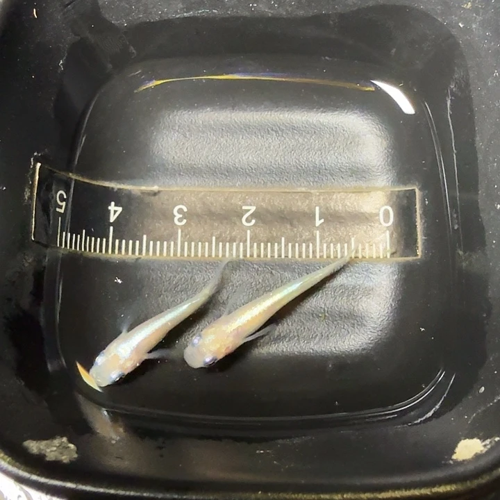 青鳉鱼78号拍品粉干