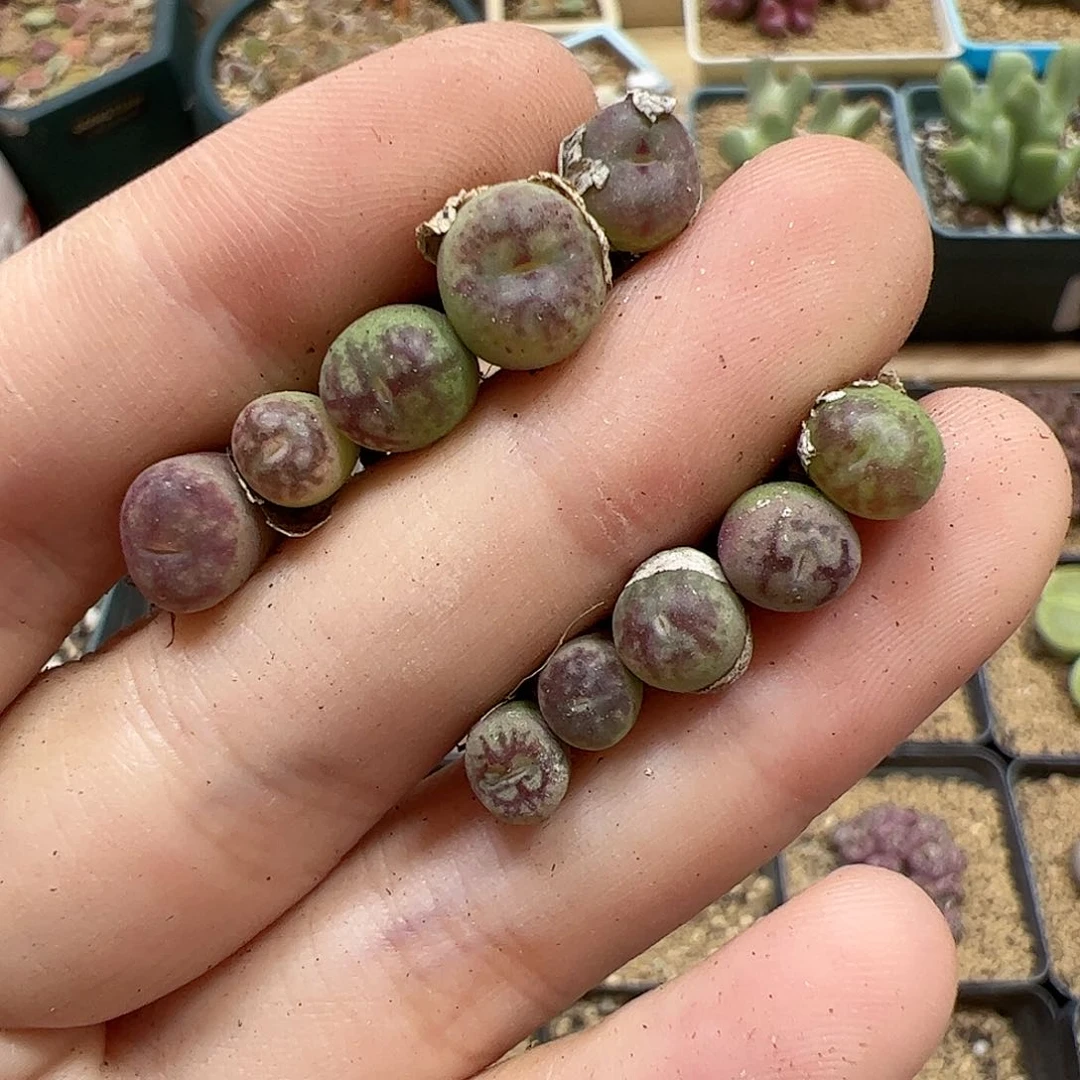 【闪购商品】278 福利墨杂