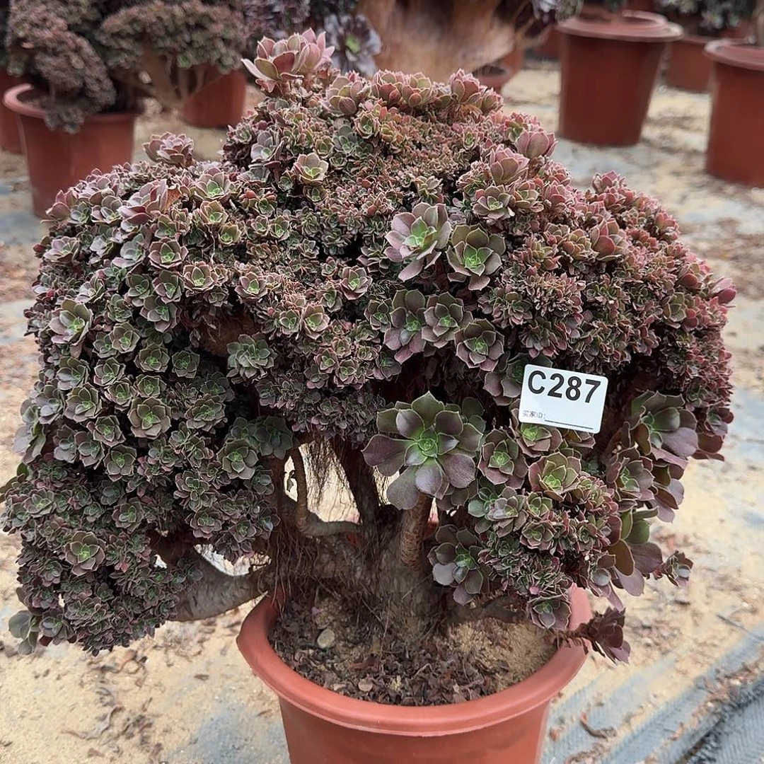 287火玫瑰朵朵有伤一颗呀呀
