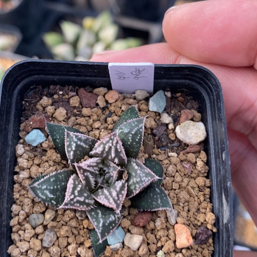 一颗实生京紫。