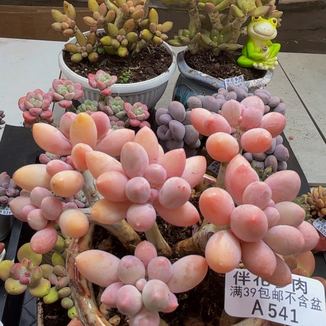 541/9cm香水手指多肉植物