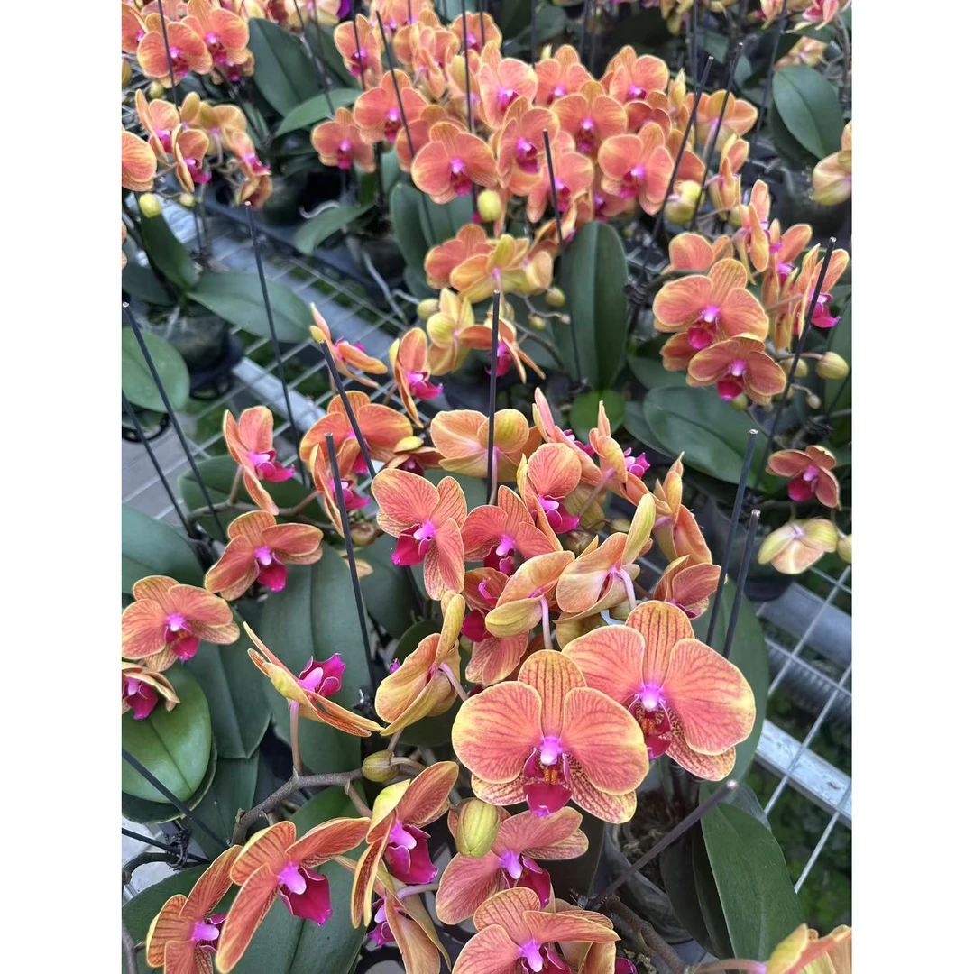 （新疆包邮）非洲豹花后苗精品蝴蝶兰情人节新婚乔迁亲友