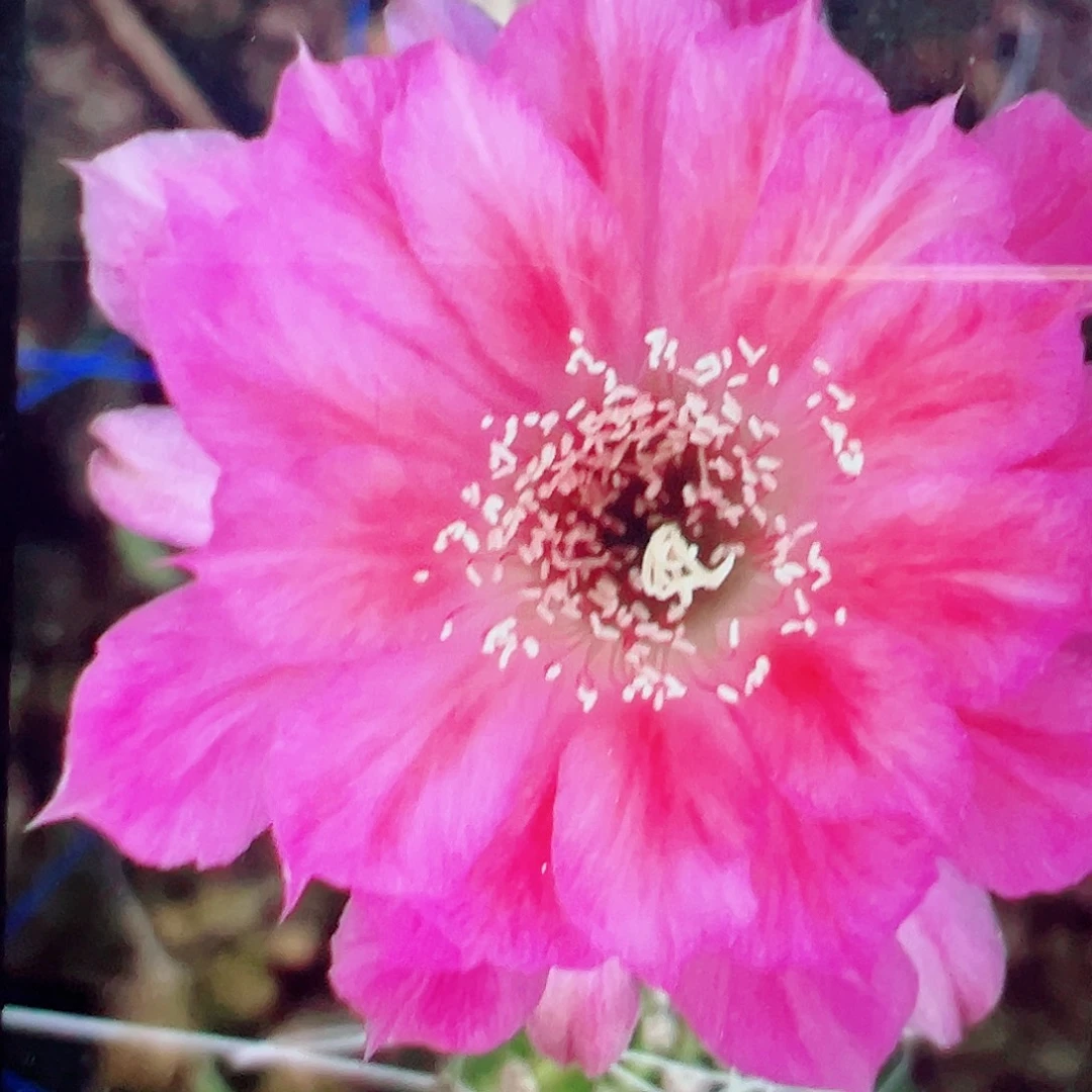 丽花 菲云变侧芽 满20包邮