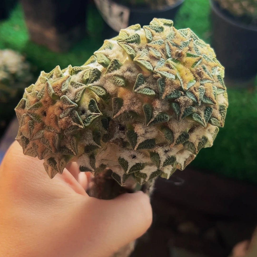 无花朵双头黑牡丹057
