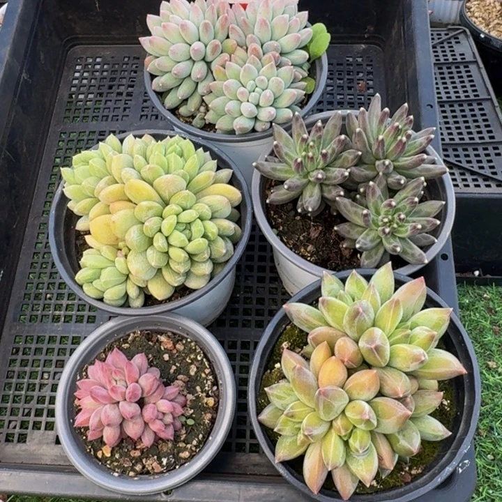 2602多肉植物一物一拍