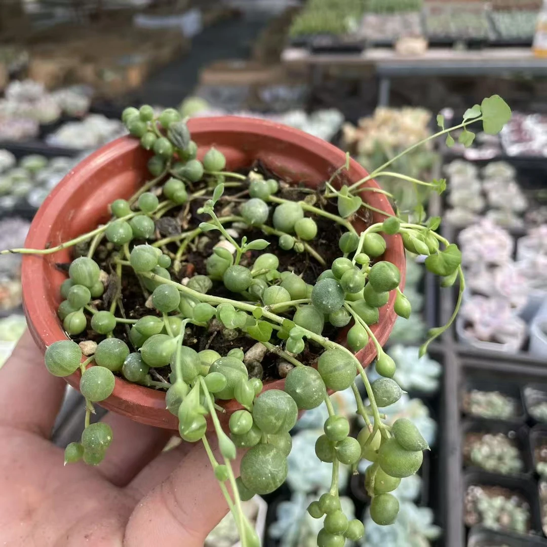 佛珠情人泪多肉植物室内外可养垂吊型花卉绿植盆栽