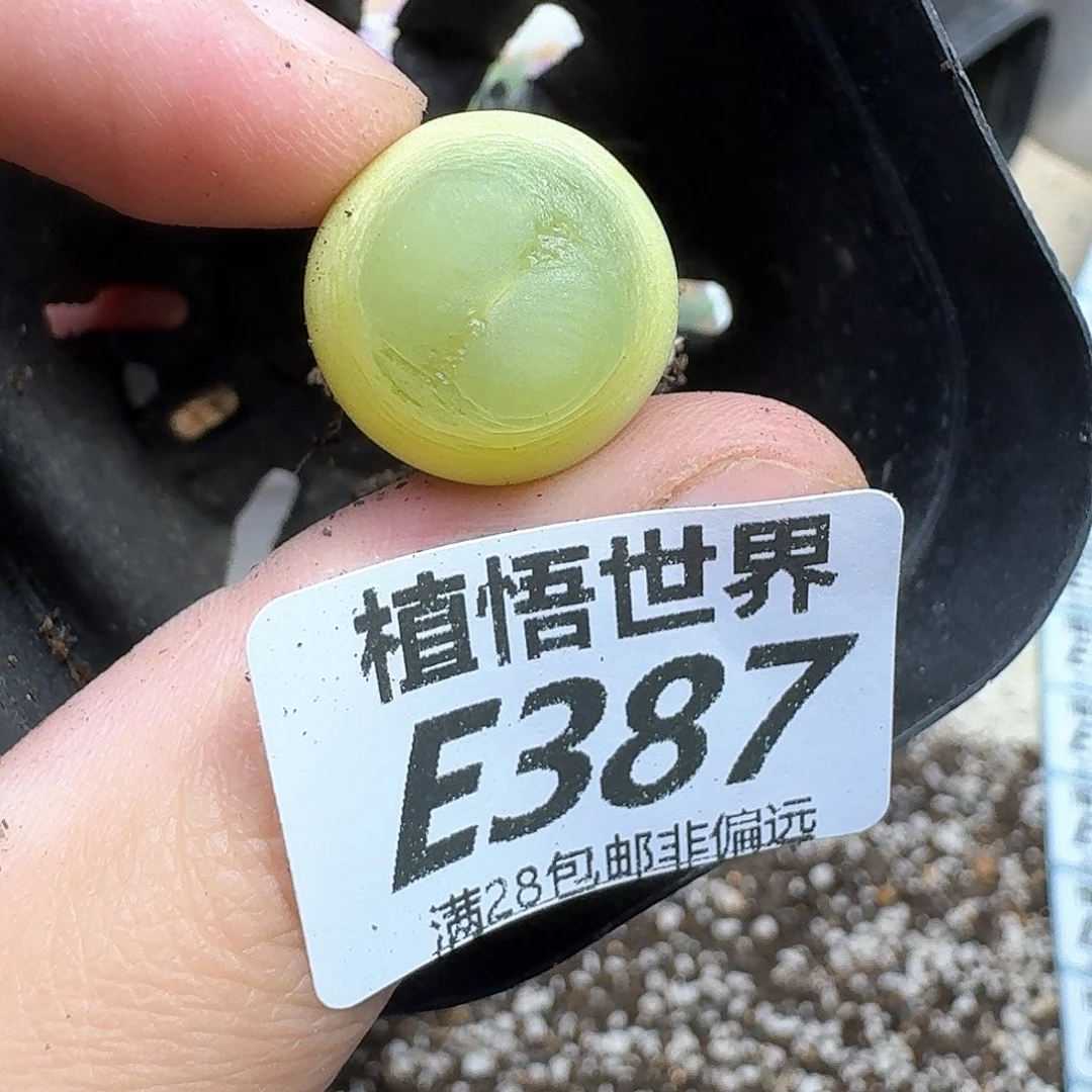多肉植物的润泽fv