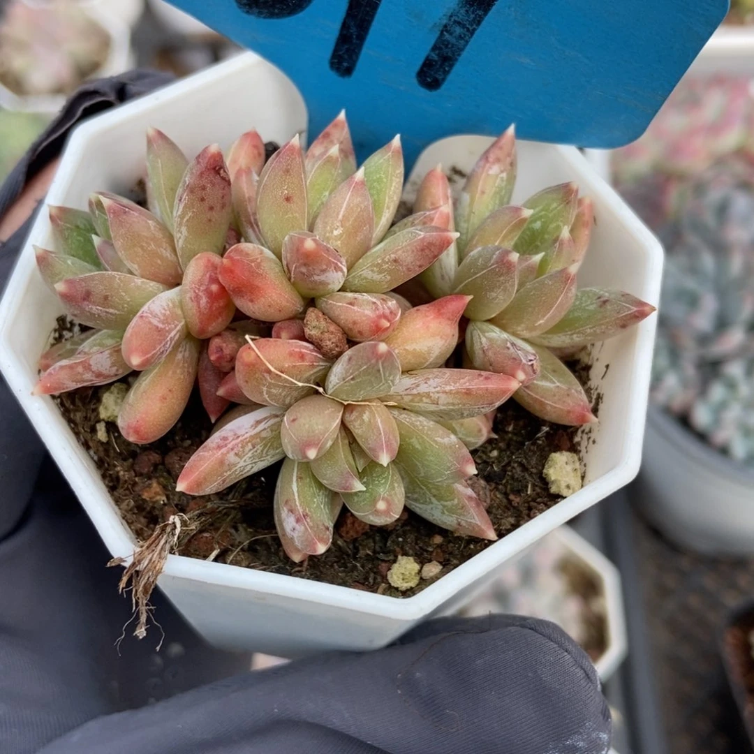 677炫彩星多肉植物