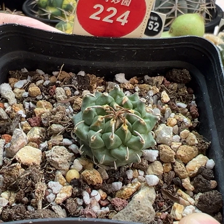 实生安德森娇丽2.3cm一棵