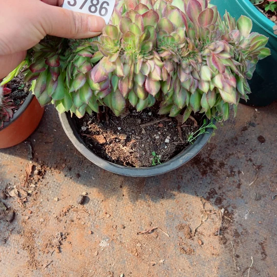 我3786 号多肉法师新年福利