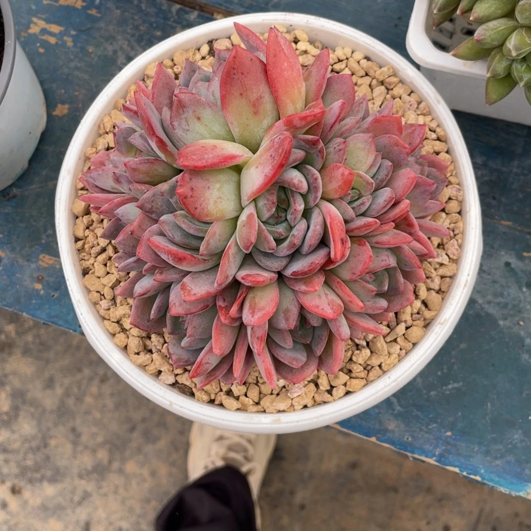 全明星一物一拍中通快递