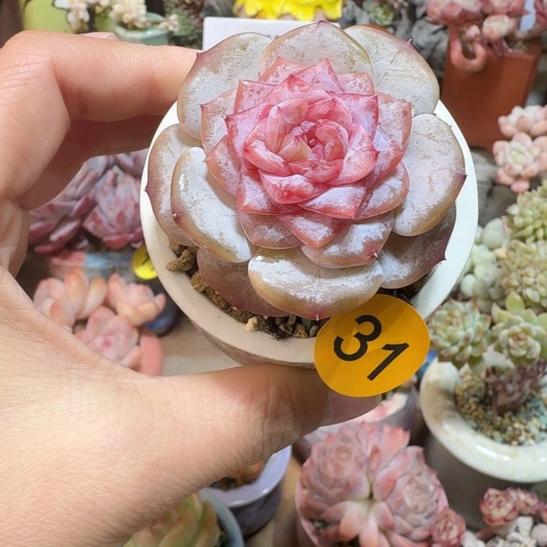 31 多肉含盆土 30元包邮非偏远