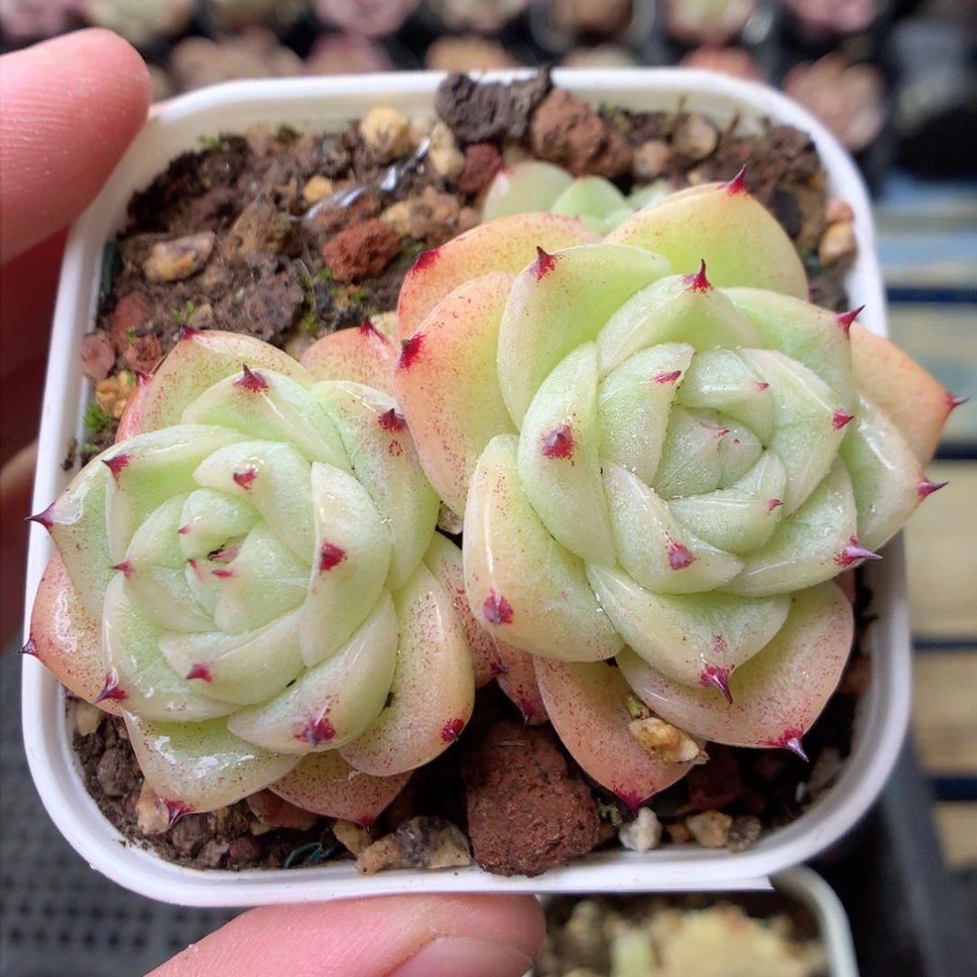 F177不整，柿子多肉20包邮两天凑单