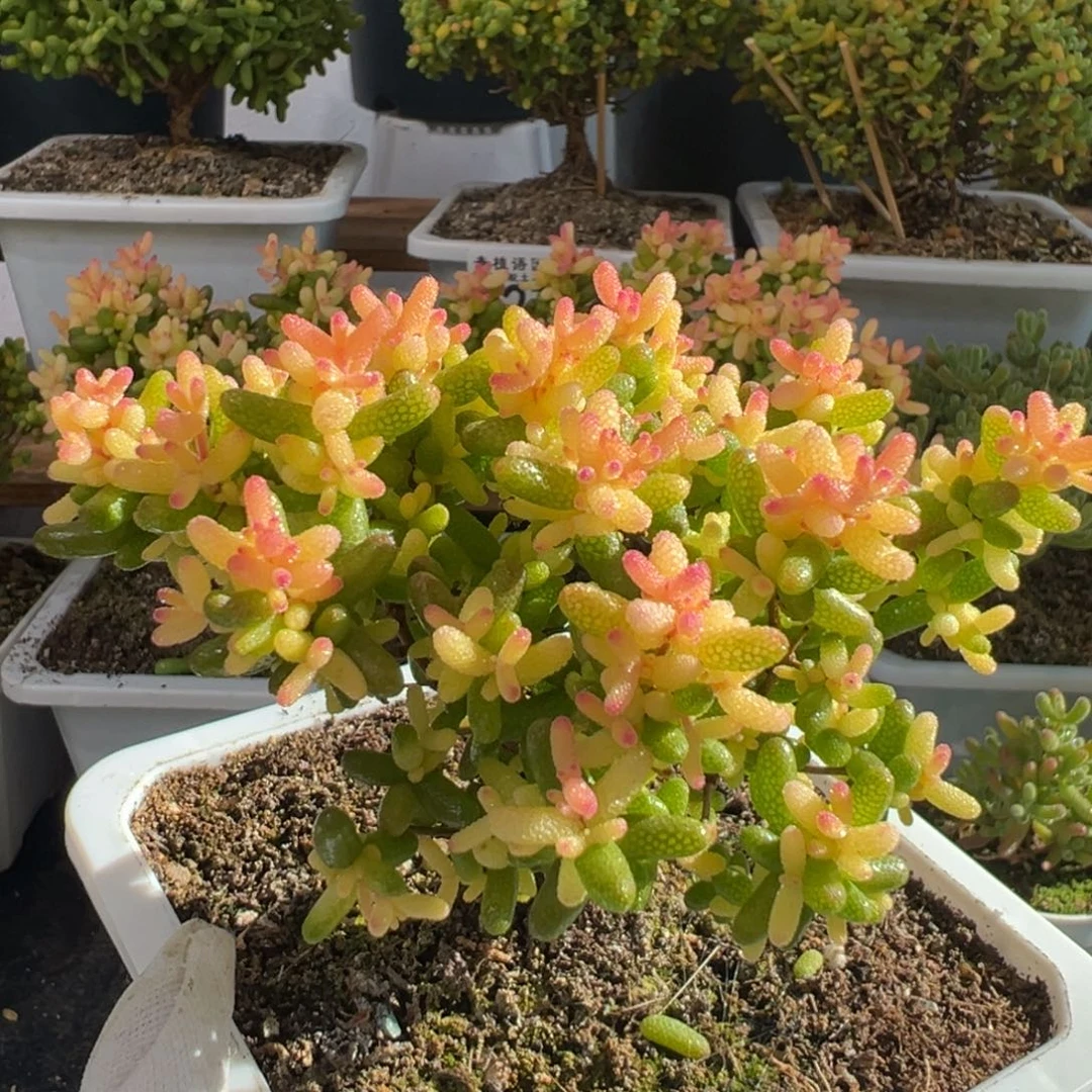 D2765糖球三号锦粉锦