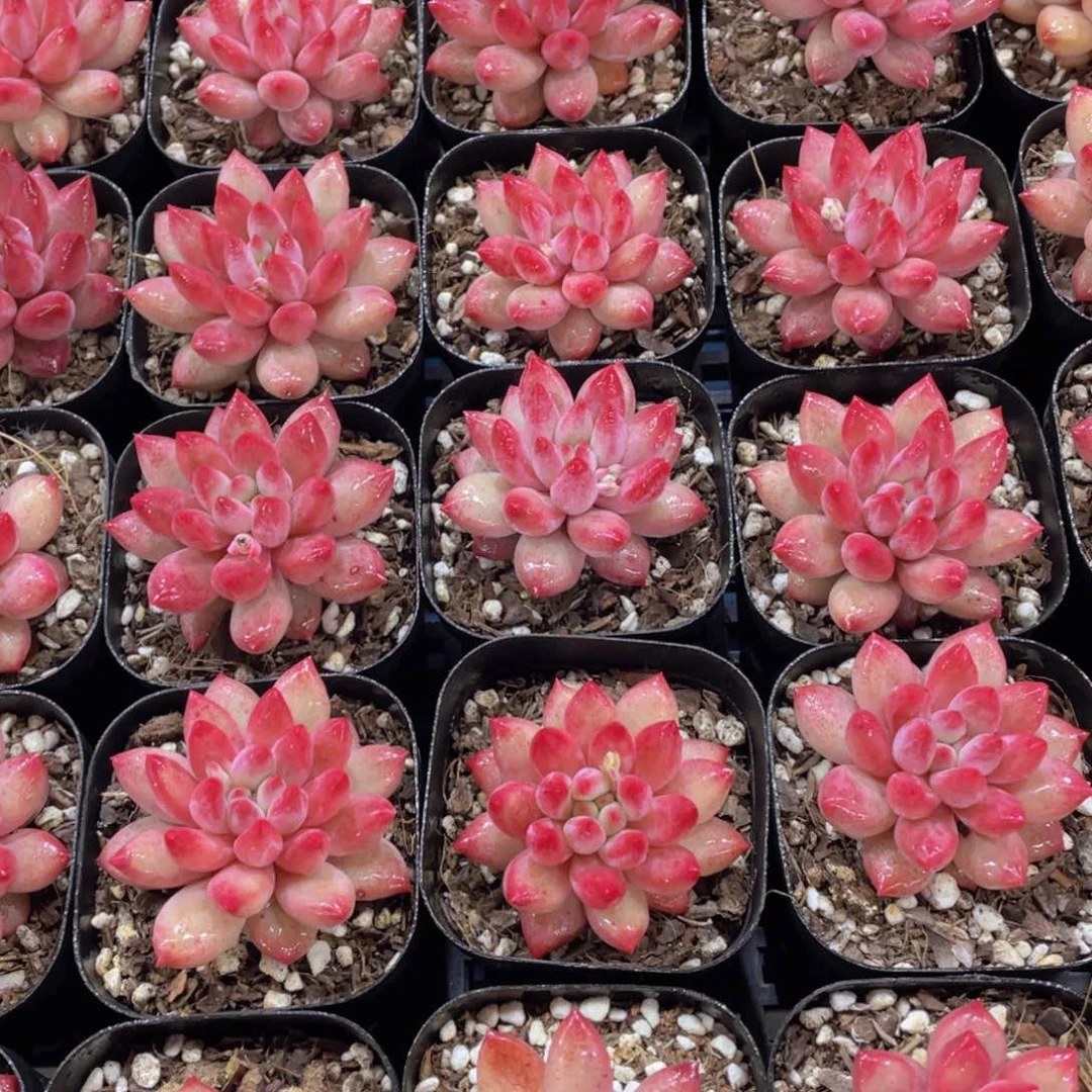 量拍45号 丸叶车厘子金鱼姬单头一个