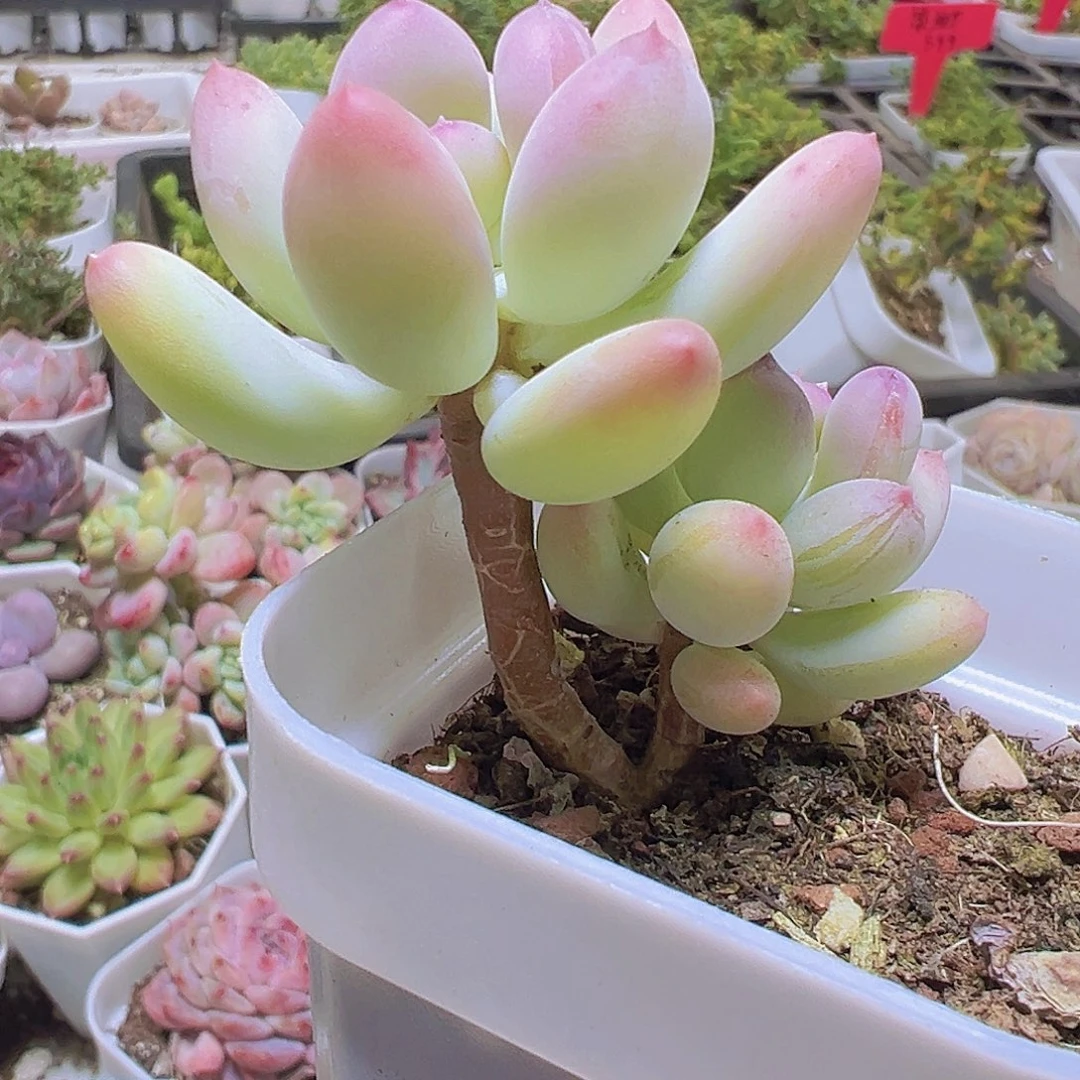 芒果奶19包邮多肉植物