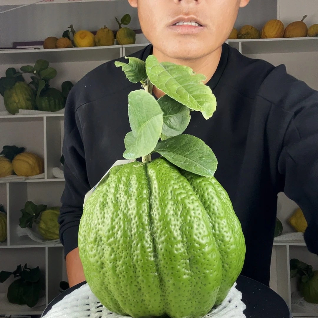 林***总香水柠檬云南高山大香橼