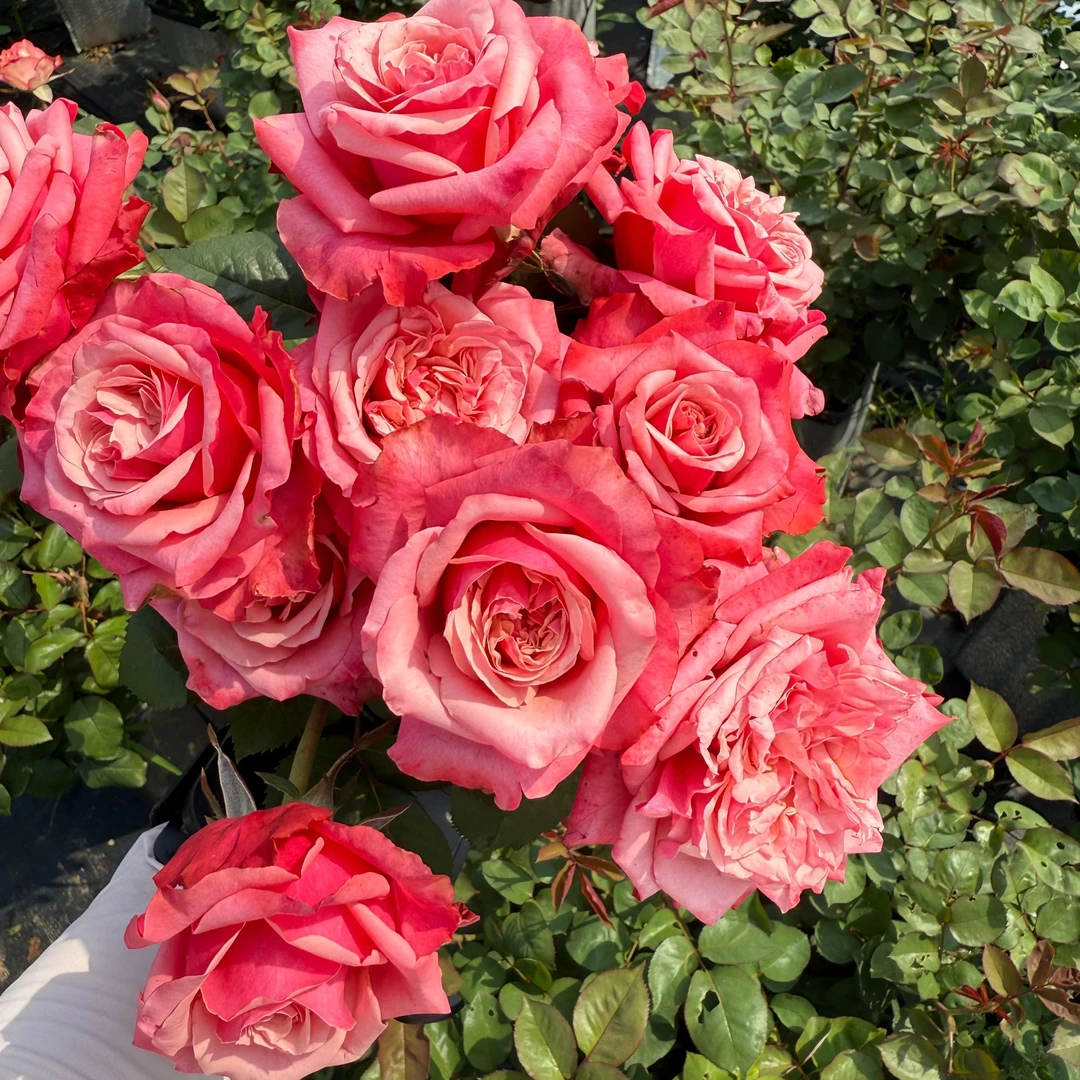 花知述园艺闺蜜四季玫瑰月季花树苗常年开花植物庭院阳台可养