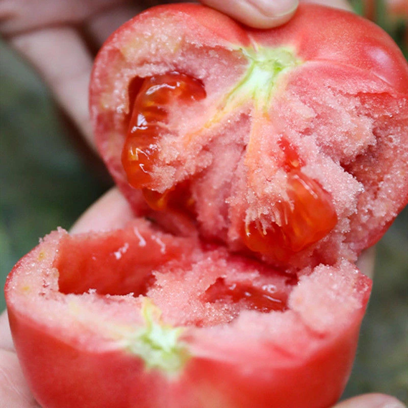 普罗旺斯番茄苗大粉沙瓤口感西红柿种苗草莓番茄圣女果小番茄四季