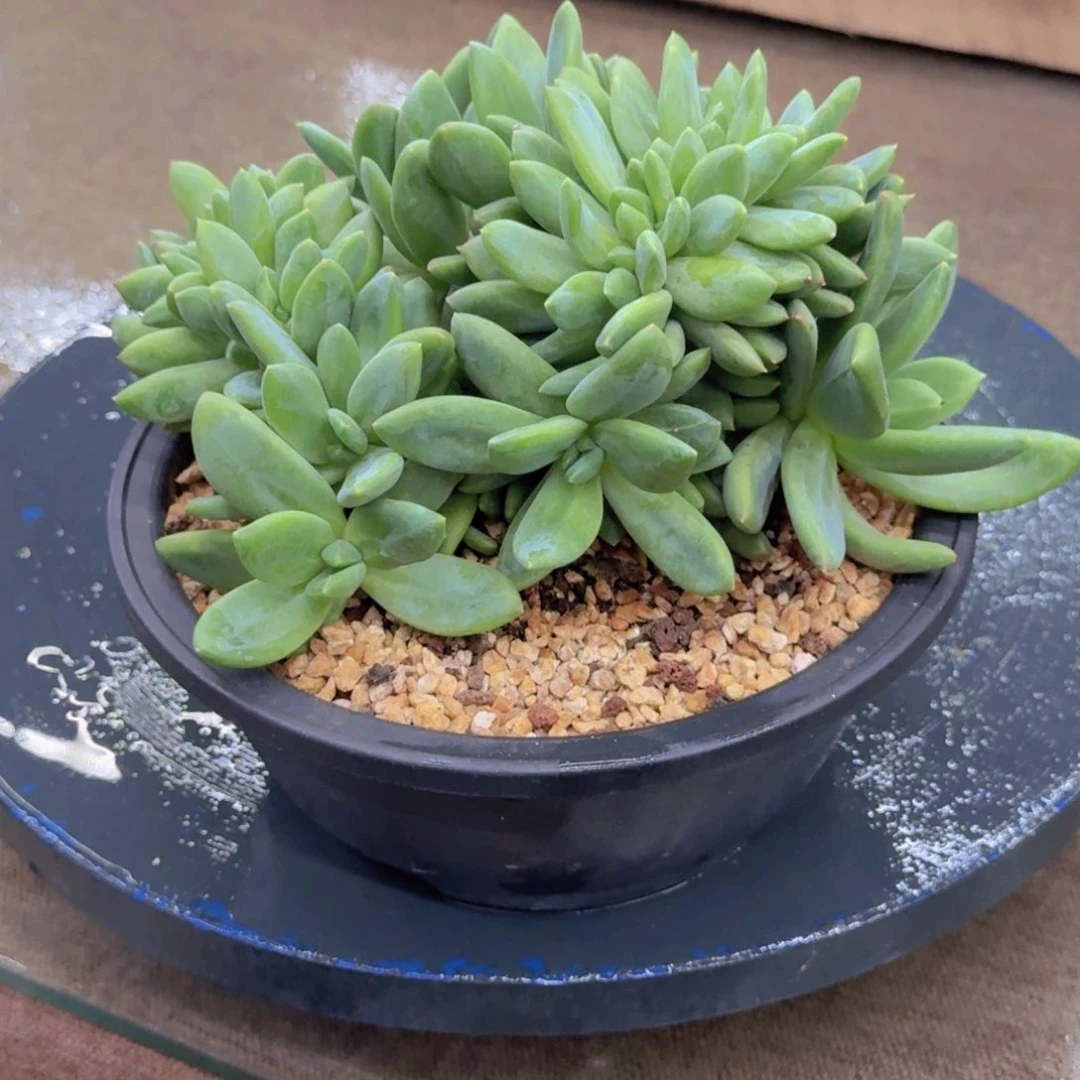 花***夏海洋之歌缀化老桩