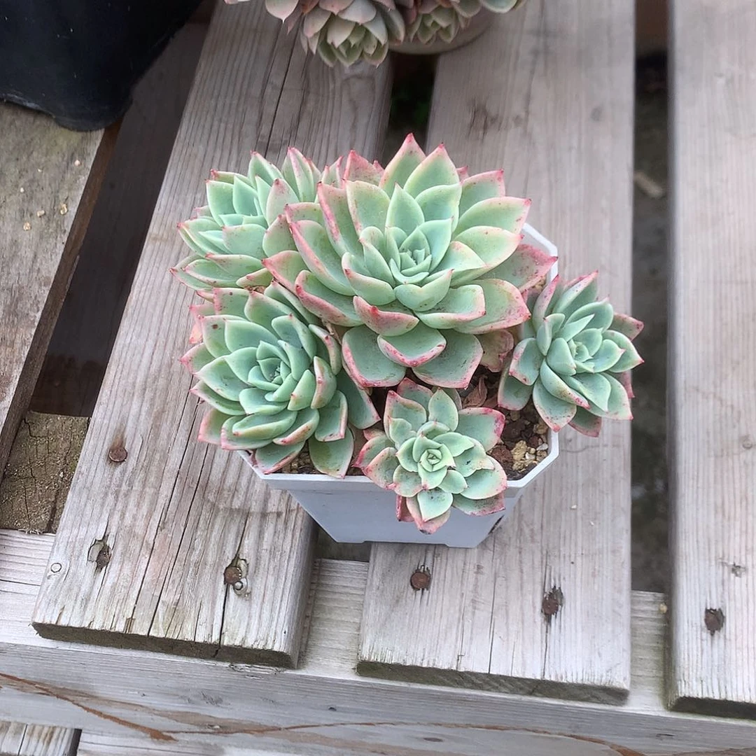 维*维三色堇多肉 脱土